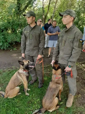 Собачья мудрость на фронте: вдохновляющие фотографии