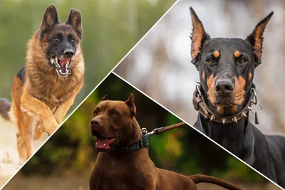 Собаки охранники: фото скачать бесплатно в формате jpg