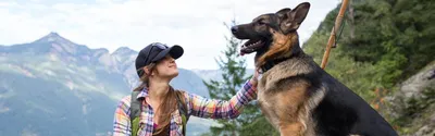 Собаки охранники: коллекция изображений с возможностью скачать в png формате