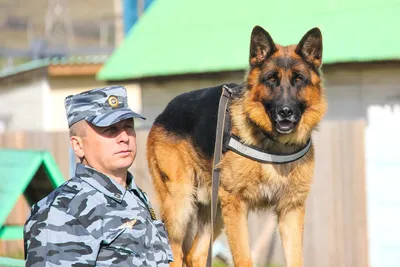 Фото Собаки охранники: превосходные фотографии для использования в дизайне