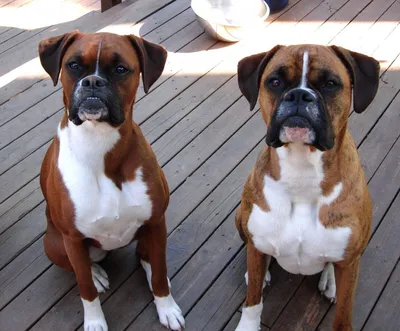 Собаки охранники: скачать качественные фото в формате jpg бесплатно