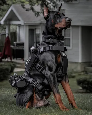 Собаки охранники: фотографии в высоком разрешении для использования в фоновом режиме