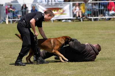 Фото Собаки охранники: стильные изображения для скачивания в webp формате