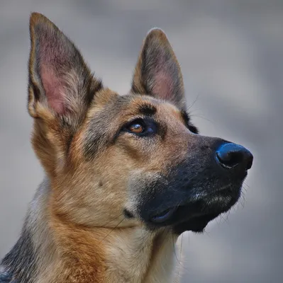 Собаки охранники: фотографии в формате jpg для использования на сайте или блоге