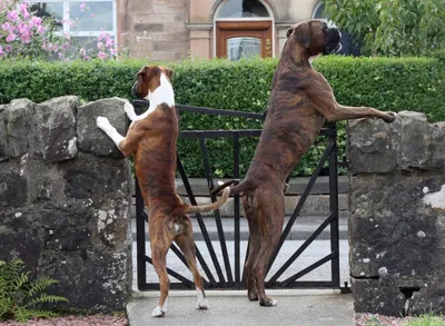 Собаки охранники: фотографии высокого разрешения для использования в дизайне
