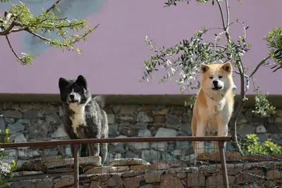 Собаки охранники: набор качественных фотографий в формате jpg