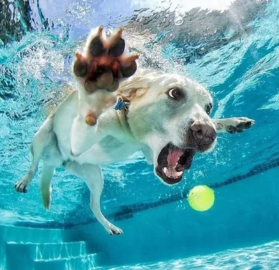 [76+] Собаки под водой фото фото