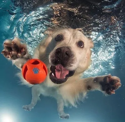 Изображения с плавающими собаками: выбирайте формат для скачивания