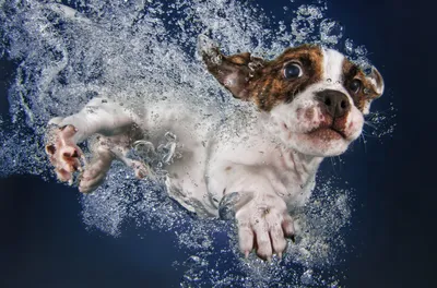 Фотографии подводного мира с собаками: качественные снимки на любой вкус