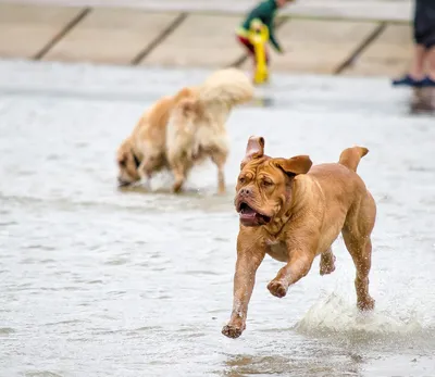 Изображения с собаками под водой: великолепные снимки для вашего смартфона