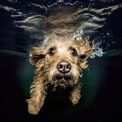Фото с собаками в воде: выберите формат для скачивания (jpg, png, webp)