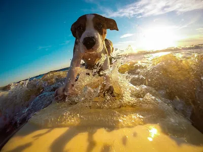 Фото с собаками, играющими в воде: яркие и эмоциональные кадры