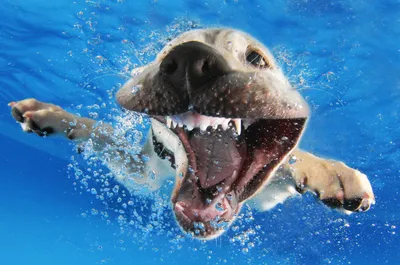 Фотографии собак под водой: захватывающие кадры в формате jpg и png