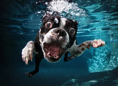 Собаки под водой: красочные и атмосферные изображения