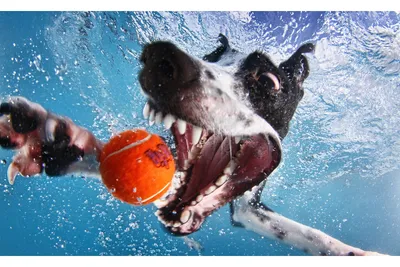 Фото с собаками, играющими в воде: легкие и приятные обои для экрана