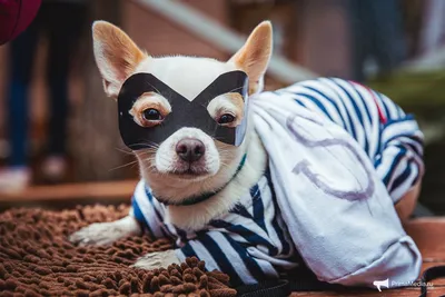 Фото собак приморья: дарите улыбки любителям животных