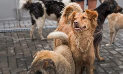 Фотографии собак приморья: воплощение жизнерадостности