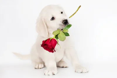 Собаки с букетом цветов фотографии