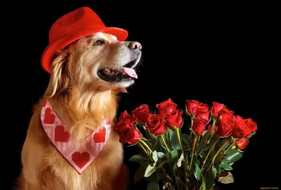 Фото собак с букетом цветов в разных размерах: выберите свой идеальный формат