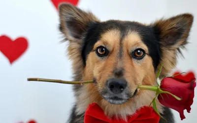 Фотографии собак с букетом цветов: вдохновляйтесь и создавайте свою маленькую сказку