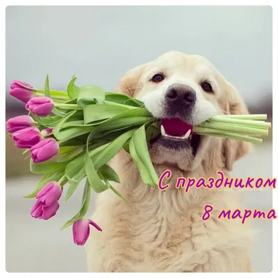 Собаки с букетом цветов: прекрасные моменты, запечатленные на фотографиях