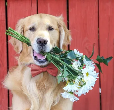 Фото собак с букетом цветов: выбирайте фон, который подходит именно вам