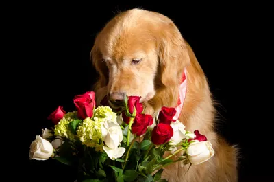Удивительные снимки собак с букетом цветов: доступны для скачивания в формате jpg
