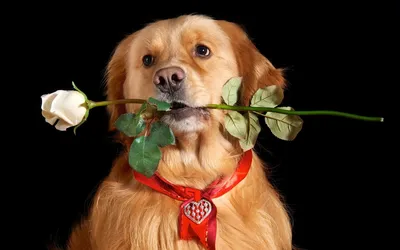 Фото собак с букетом цветов: идеальный подарок для любителей животных