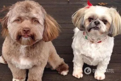 Уникальные фото с собаками, у которых лица похожи на человеческие