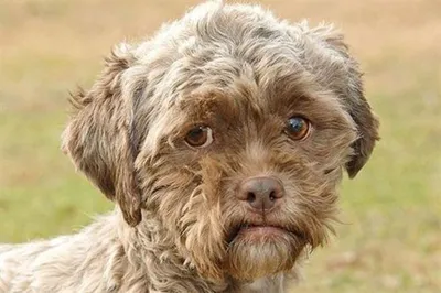 Изображения с забавными фотошопами: собаки с лицами людей