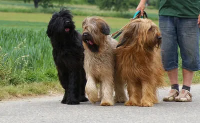 Собаки с длинной шерстью в великолепном качестве изображений