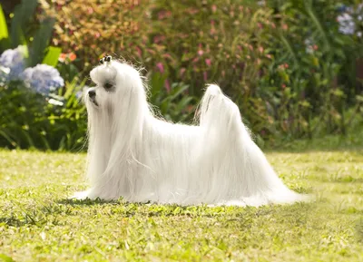 Фото собак с длинной шерстью для использования в дизайне