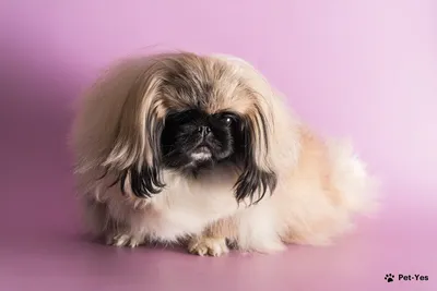 Фото собак с длинной шерстью в стиле фантастика