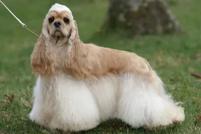 Картинки собак с длинной шерстью для людей с аллергией
