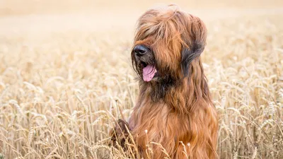 Фото собак с длинной шерстью на привлекательных обоях