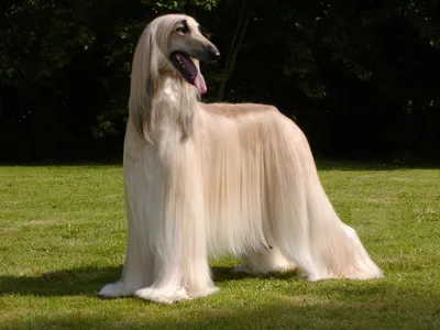 Фото собак с длинной шерстью на фоне природы
