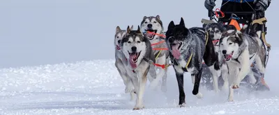 Красивые изображения северных собак на фоне величественных пейзажей
