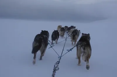 Фотографии северных собак: мощь, грация, красота