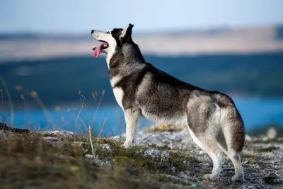 Картинки собак севера: природа и животные в совершенном сочетании