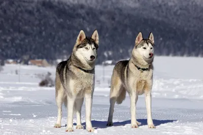 Фотографии северных собак: красота природы и элегантность животных