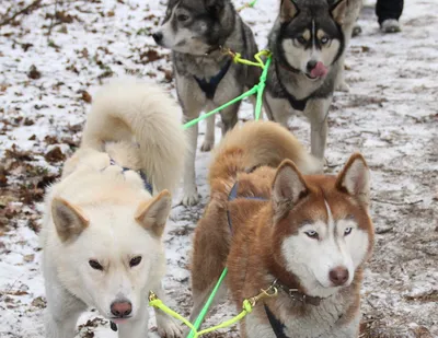 Скачать бесплатно фотографии совершенных собак севера