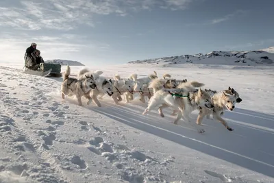 Фото пород собак севера: покорители ледяных просторов