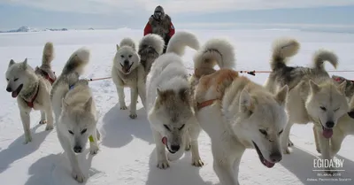 Изображения пород северных собак: красивые и мощные