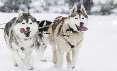 Фото собак севера: впечатляющие снимки в разных размерах