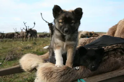 Фотографии северных собак: идеальный выбор для фона экрана