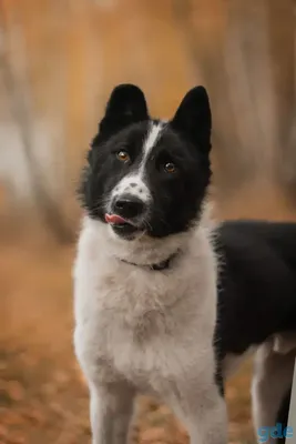 Фотографии собак севера: скачайте бесплатно и наслаждайтесь природой