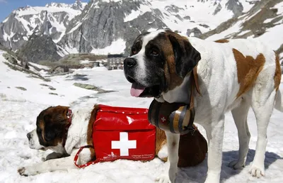 Спасательные собаки в действии: фото в хорошем качестве