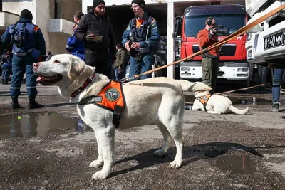 Фото с собаками спасателями для любителей животных