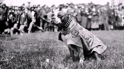 Фотографии собак-спасателей: встречай особей разных пород