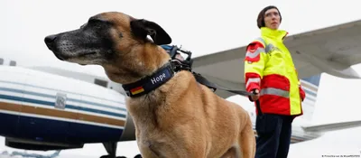 Фото собак-спасателей: искренняя преданность на каждом кадре